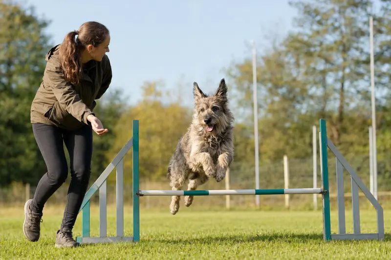 Ein Berger de Picardie trainiert mit seinem Besitzer über eine kleine Hürde auf dem Hundeplatz und zeigt dabei Freude und Bewegung.