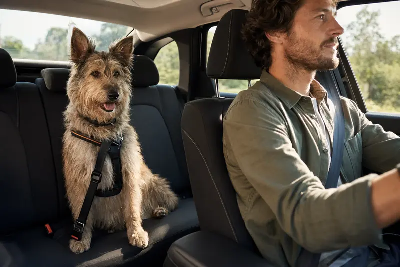 Ein Berger de Picardie Hund sitzt sicher angeschnallt auf der Rückbank eines Autos und genießt das Sonnenlicht.