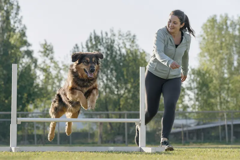 Ein Berger de Savoie trainiert mit seinem Besitzer auf einem Hundeplatz über eine kleine Hürde und zeigt dabei Freude und Bewegung.