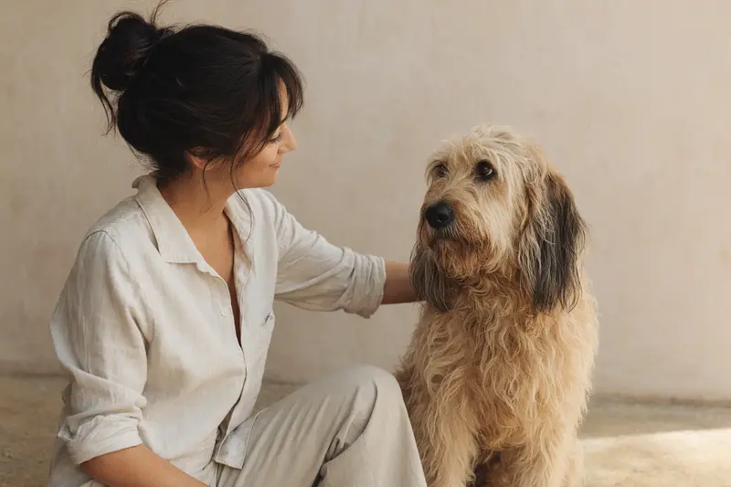 Ein aufmerksamer Berger des Cevennes Hund steht vor einem hellen, neutralen Hintergrund.