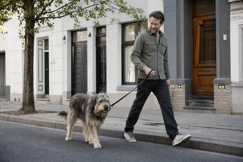 Ein Berger des Cevennes Hund läuft entspannt an der Leine mit seinem Besitzer durch eine moderne Stadtstraße.