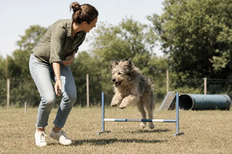 Ein aktiver Berger des Cevennes trainiert mit seinem Besitzer auf einem Hundeplatz über eine kleine Hürde.