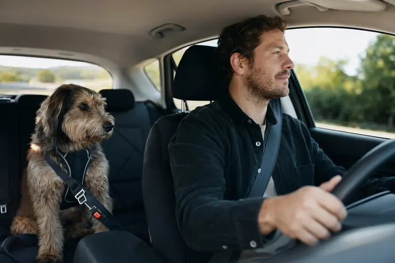 Ein Berger des Cevennes Hund sitzt sicher angeschnallt auf der Rückbank eines Autos, während der Besitzer ruhig fährt und Sonnenlicht durch das Fenster strömt.