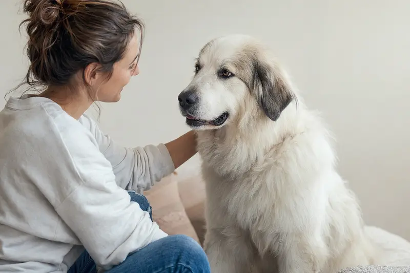 Ein aufmerksamer Berger des Pyrenees Hund steht vor einem hellen Hintergrund und zeigt seine charakteristischen Merkmale.
