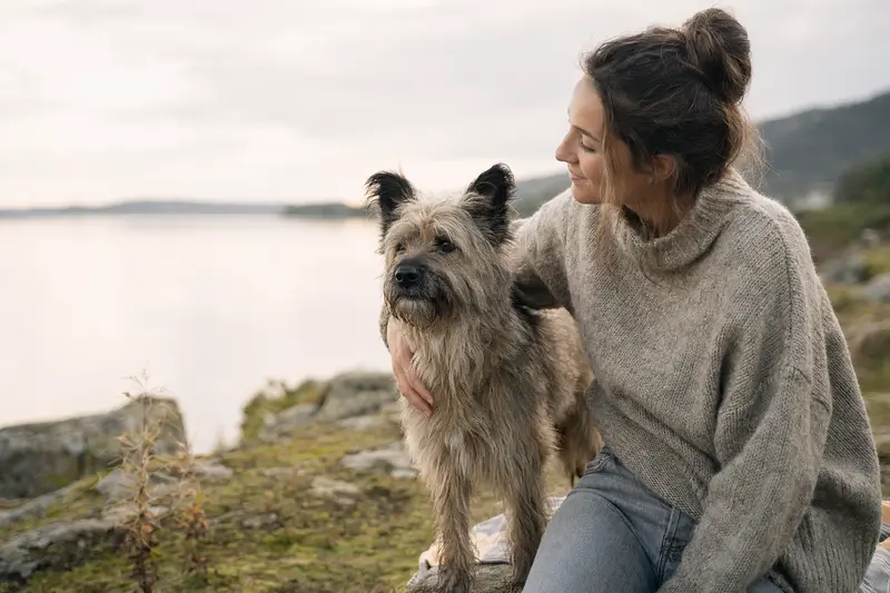 Ein schöner Berger des Pyrénées à face rase Hund steht aufmerksam vor einem hellen Hintergrund.