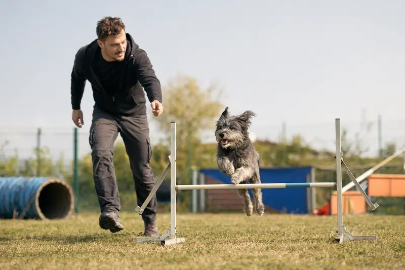 Ein aktiver Berger des Pyrénées à face rase trainiert mit seinem Besitzer über eine kleine Hürde auf dem Hundeplatz.
