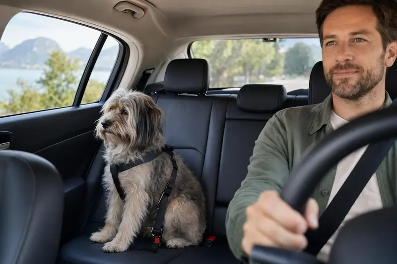 Ein Berger des Pyrénées à poil long sitzt sicher angeschnallt auf der Rückbank eines Autos, während sein Besitzer ruhig fährt.