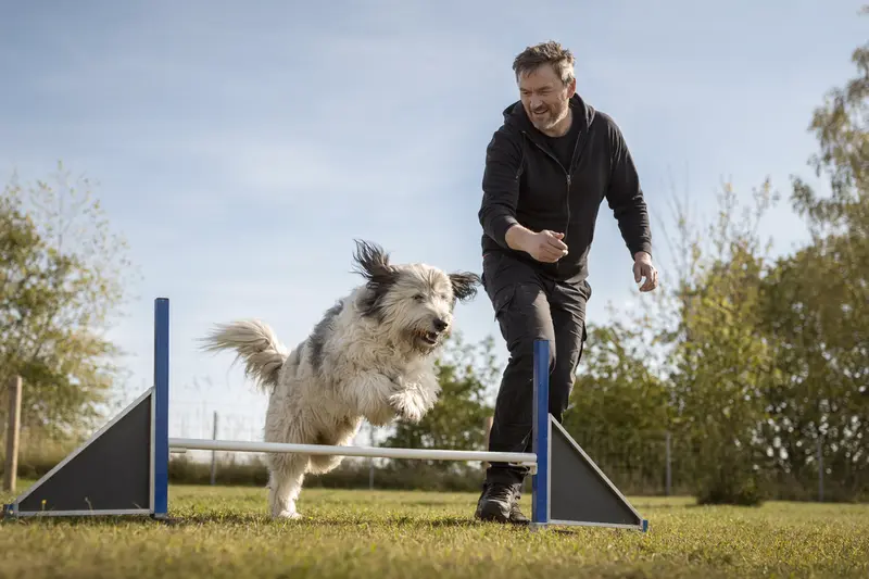 Ein aktiver Berger des Pyrenees trainiert mit seinem Besitzer über eine kleine Hürde auf dem Hundeplatz.