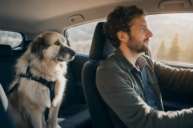 Ein Berger des Pyrenees Hund sitzt sicher angeschnallt auf der Rückbank eines Autos, während sein Besitzer entspannt fährt.