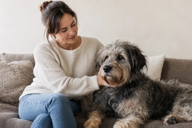 Ein aufmerksamer Berger du Languedoc Hund vor hellem Hintergrund, er zeigt seine typische Körperform und Fellstruktur.