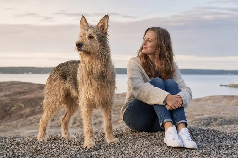 Ein aufmerksamer Berger Picard Hund steht vor einem neutralen Hintergrund und zeigt seine typische Körperform und Fellstruktur.