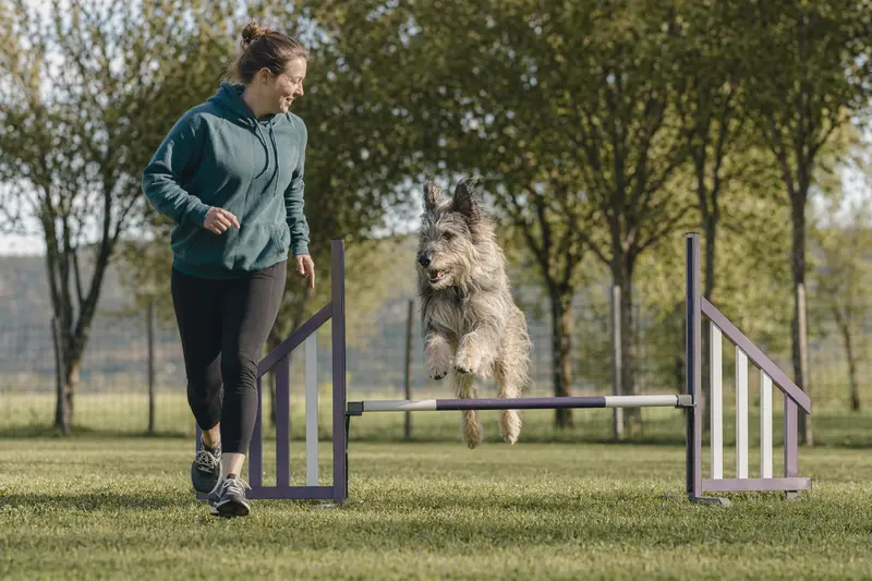 Ein Berger Picard trainiert mit seinem Besitzer über eine kleine Trainingshürde auf dem Hundeplatz.