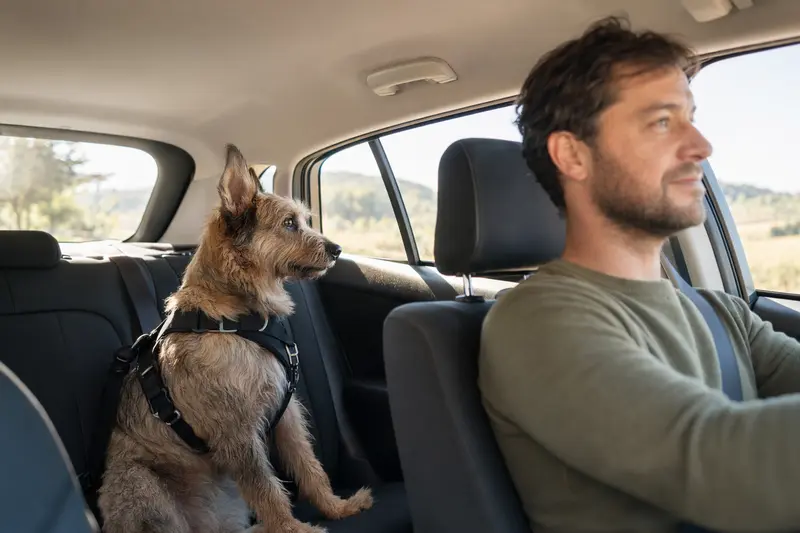 Ein Berger Picard Hund sitzt sicher angeschnallt auf der Rückbank eines Autos, während der Besitzer entspannt fährt.