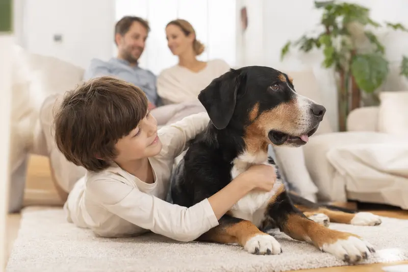 Ein Berner Laufhund liegt entspannt neben einem Kind im Wohnzimmer, während die Eltern im Hintergrund eine warme Atmosphäre genießen.