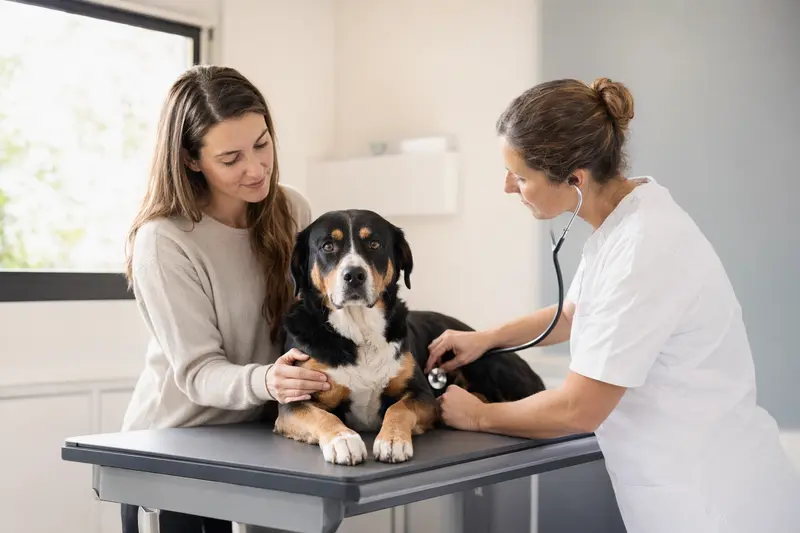 Ein Berner Laufhund wird von einer freundlichen Tierärztin auf einem Untersuchungstisch in einer modernen Praxis untersucht.