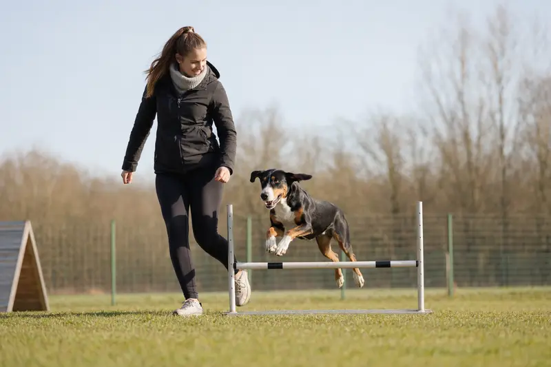 Ein Berner Laufhund trainiert mit seinem Besitzer auf einem Hundeplatz über eine kleine Hürde.