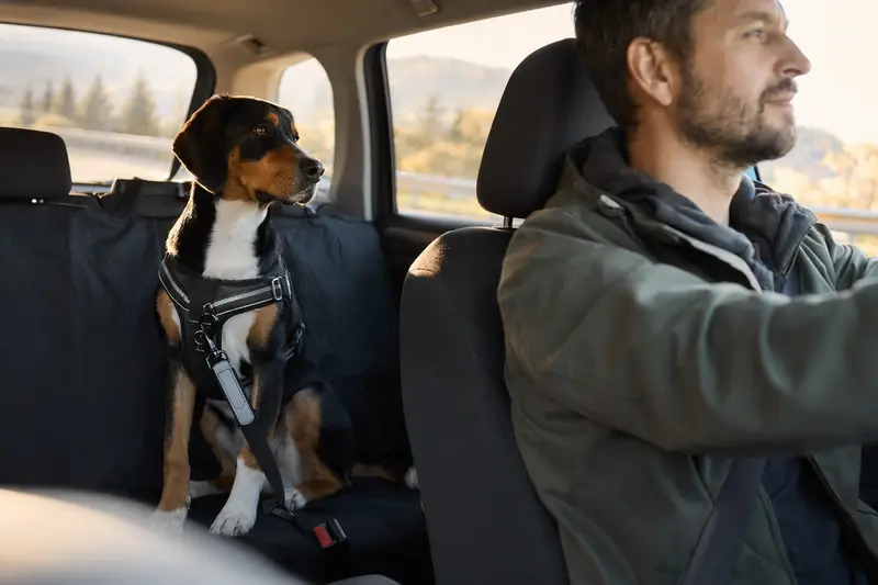 Ein Berner Laufhund sitzt angeschnallt auf der Rückbank eines Autos, während die Sonne durch das Fenster scheint.
