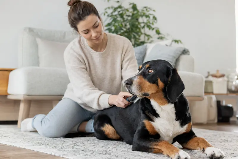 Ein Berner Niederlaufhund wird in einer hellen Wohnung liebevoll gebürstet, was die Verantwortung und Pflege betont.