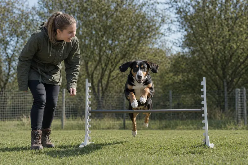 Ein Berner Niederlaufhund (Glatthaar) springt mit seinem Besitzer über eine kleine Trainingshürde auf dem Hundeplatz.