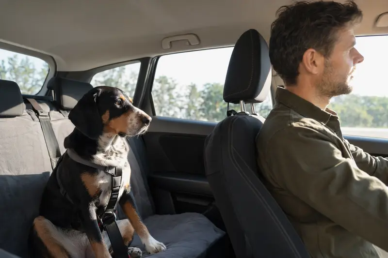 Ein Berner Niederlaufhund sitzt sicher angeschnallt auf der Rückbank eines Autos, während sein Besitzer entspannt fährt.