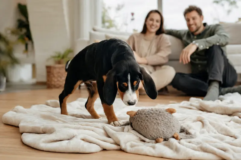 Ein neugieriger Berner Niederlaufhund Welpe erkundet seine helle Wohnung und wird von seiner liebevollen Familie beobachtet.