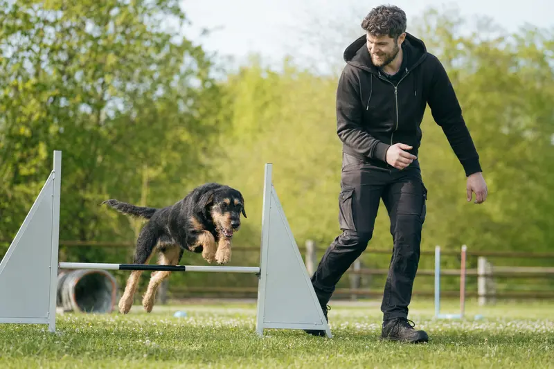 Ein Berner Niederlaufhund Rauhhaar springt mit seinem Besitzer über eine kleine Trainingshürde auf dem Hundeplatz.