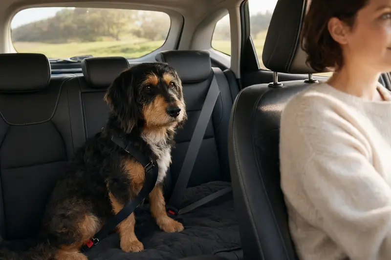 Ein Berner Niederlaufhund rauhhaar sitzt sicher im Auto auf der Rückbank und genießt die Fahrt.