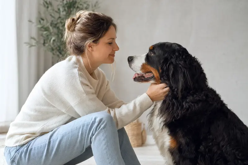Ein Berner Sennenhund steht aufmerksam vor neutralem Hintergrund und zeigt seine typische Fellstruktur.