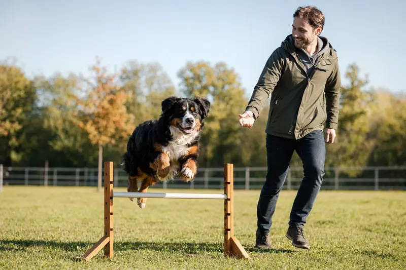 Berner Sennenhund beim Hundetraining über eine kleine Hürde auf dem Hundeplatz mit seinem Besitzer bei sonnigem Wetter.