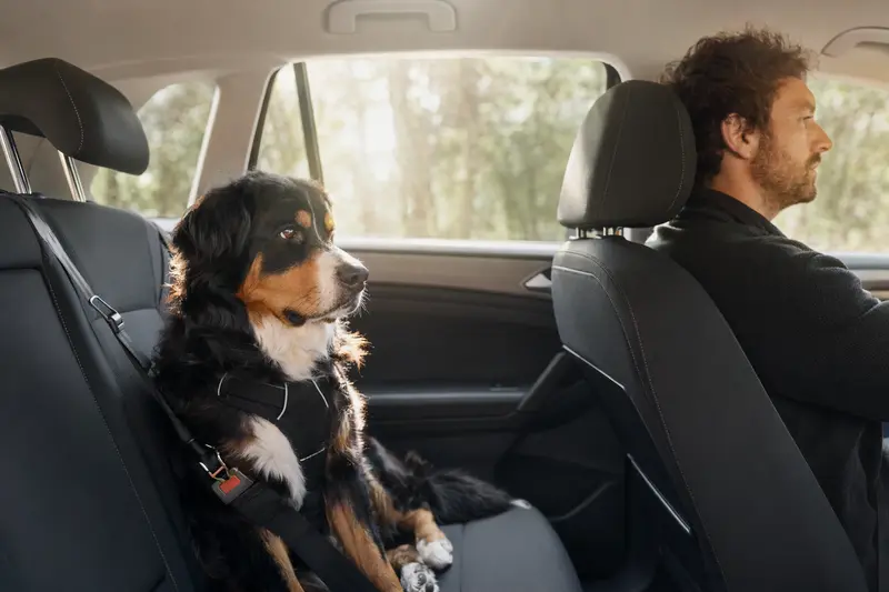 Ein Berner Sennenhund sitzt sicher angeschnallt auf der Rückbank eines Autos, während der Besitzer fährt.
