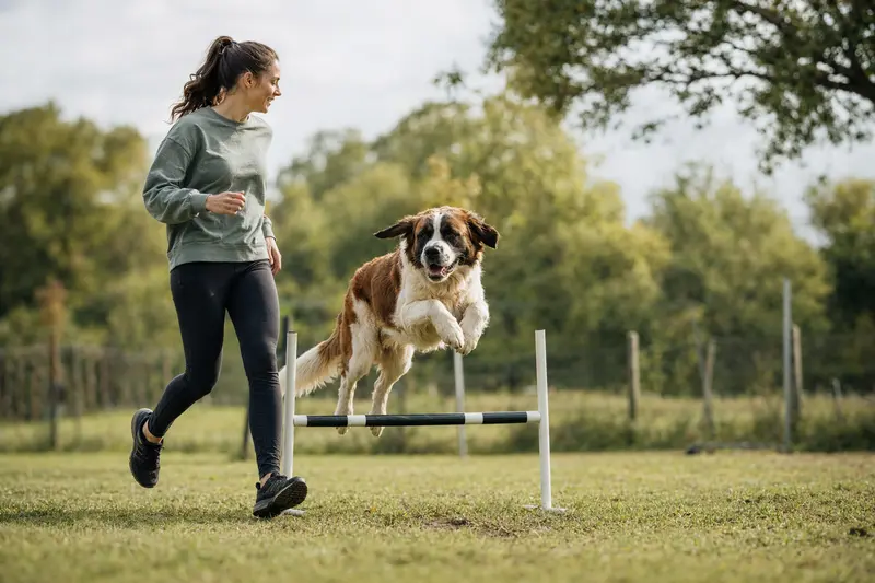Ein aktiver Bernhardiner trainiert mit seinem Besitzer auf einem Hundeplatz über eine kleine Hürde.