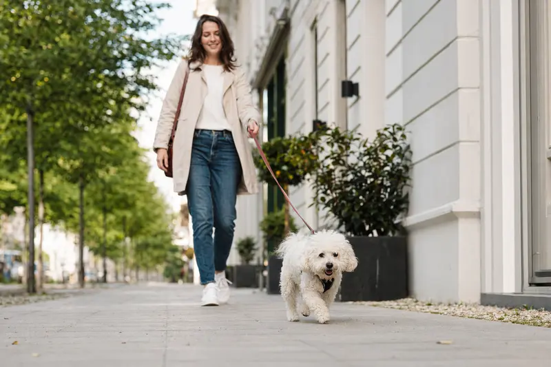 Ein Bichon Frisé Hund läuft entspannt an der Leine mit seinem Besitzer durch eine moderne Stadtstraße.
