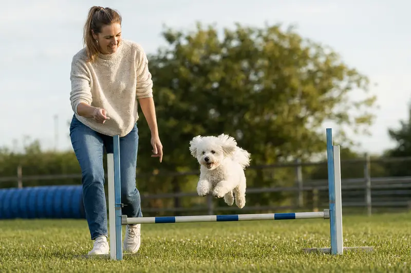 Ein aktiver Bichon Frisé trainiert mit seinem Besitzer auf einem Hundeplatz über eine kleine Trainingshürde.