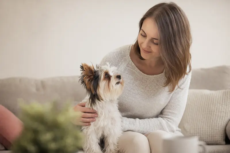 Ein schöner Biewer Terrier Hund steht aufmerksam vor einem hellen Hintergrund und zeigt die typische Körperform und Fellstruktur der Rasse.