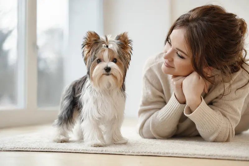 Ein aufmerksamer Biewer Yorkshire a la Pom-Pon Hund steht vor neutralem Hintergrund und präsentiert seine typische Körperform und Fellstruktur.