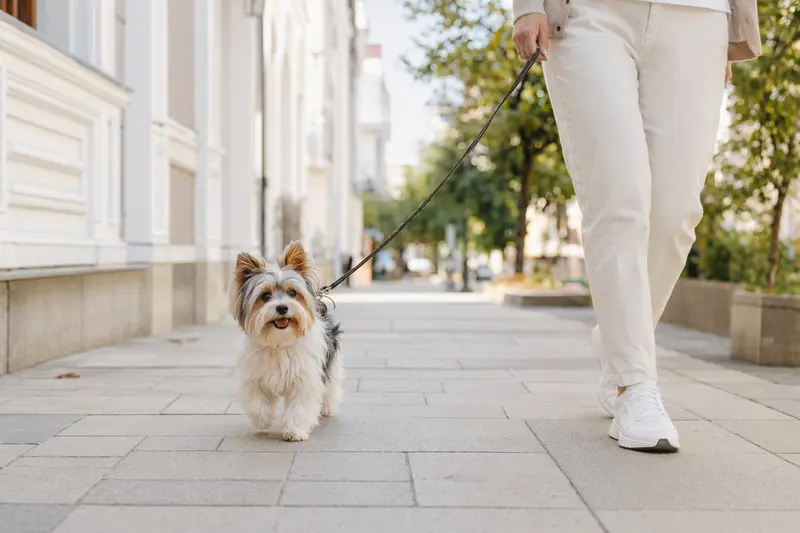 Ein Biewer Yorkshire Terrier an der Leine läuft mit seinem Besitzer durch eine moderne Stadtstraße, umgeben von natürlichem Licht.