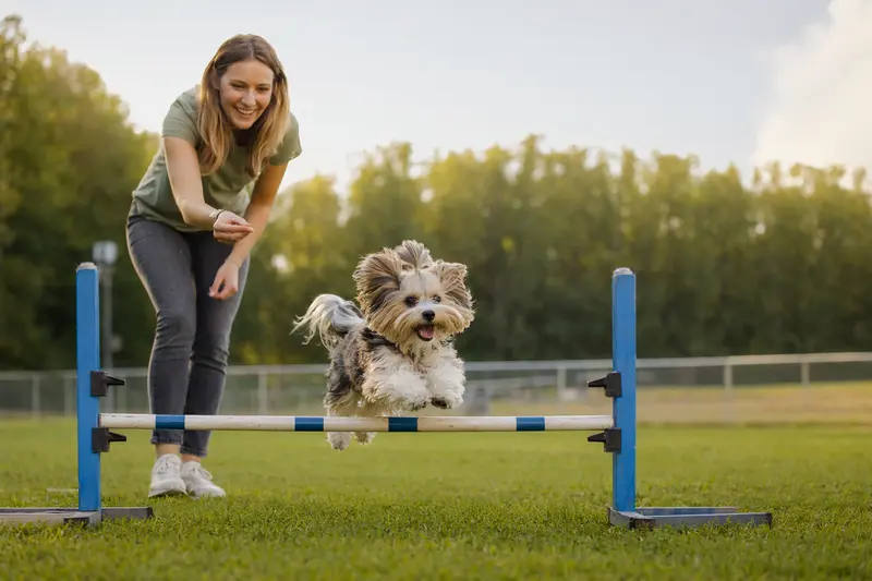 Ein Biewer Yorkshire a la Pom-Pon trainiert mit seinem Besitzer über eine kleine Hürde auf dem Hundeplatz.