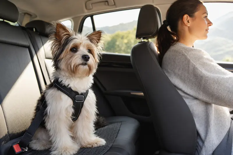 Ein Biewer Yorkshire a la Pom-Pon Hund sitzt sicher angeschnallt auf der Rückbank eines Autos, während das Sonnenlicht durch das Fenster strahlt.