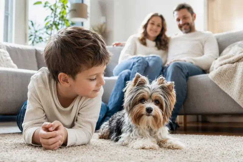 Ein freundlicher Biewer Yorkshire Terrier liegt entspannt neben einem Kind im hellen Wohnzimmer, während die Eltern im Hintergrund für eine sichere Familienatmosphäre sorgen.