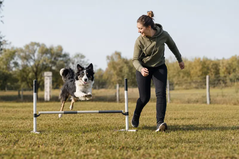 Ein Billy-Hund springt mit seinem Besitzer über eine kleine Trainingshürde auf dem Hundeplatz bei sonniger Stimmung.