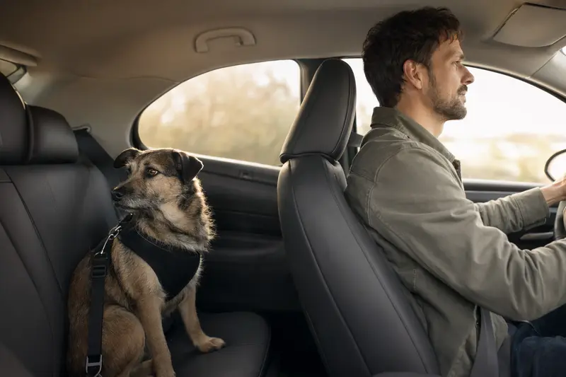 Ein sicher angeschnallter Billy Hund auf der Rückbank eines Autos unter dem Sonnenlicht.