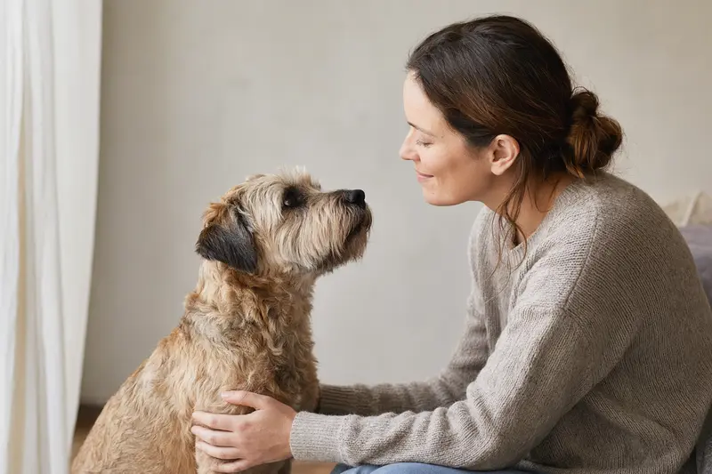 Ein Bingley Terrier steht aufmerksam vor einem hellen Hintergrund und zeigt die typischen Merkmale dieser Hunderasse.