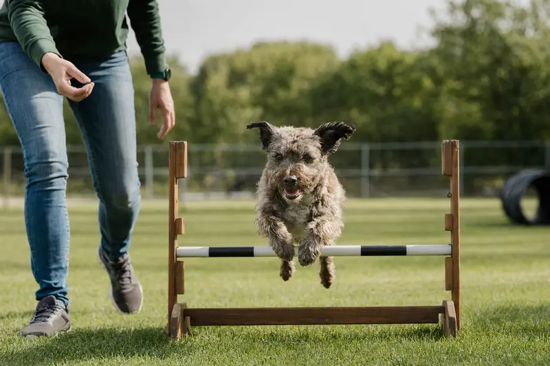 Ein aktiver Bingley Terrier springt beim Hundetraining mit seinem Besitzer über eine kleine Hürde auf dem Hundeplatz.