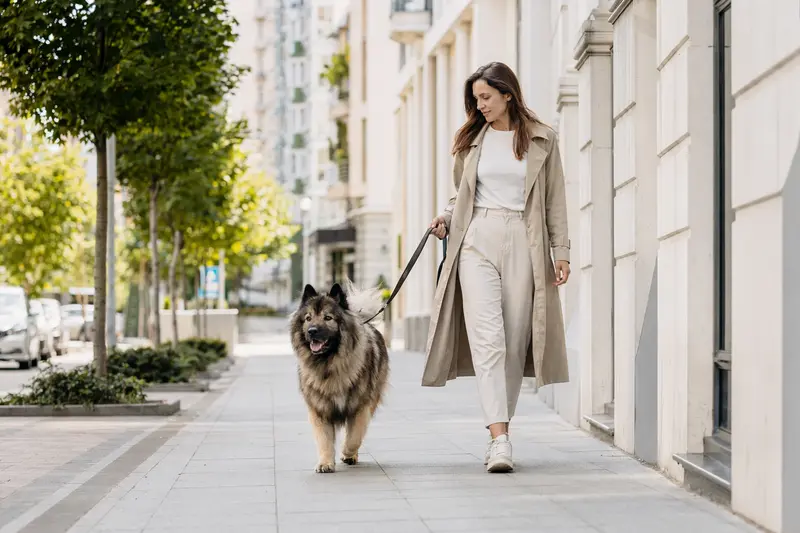 Ein Bisben, auch Himalaja Schäferhund genannt, läuft entspannt an der Leine mit seinem Besitzer durch eine moderne Stadtstraße.