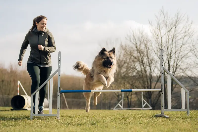 Ein Bisben, ein Himalaja Schäferhund, trainiert mit seinem Besitzer an einer kleinen Hürde auf dem Hundeplatz.