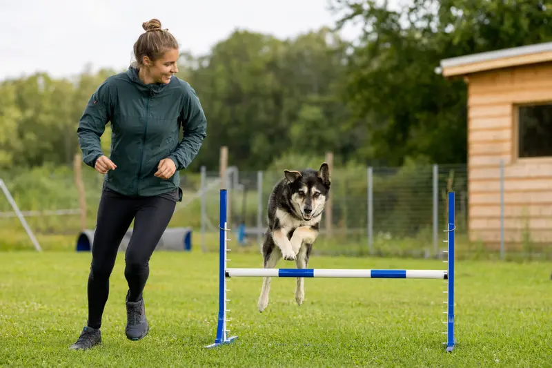 Ein aktiver Björnhund springt mit seinem Besitzer über eine kleine Trainingshürde auf dem Hundeplatz bei sonnigem Wetter.