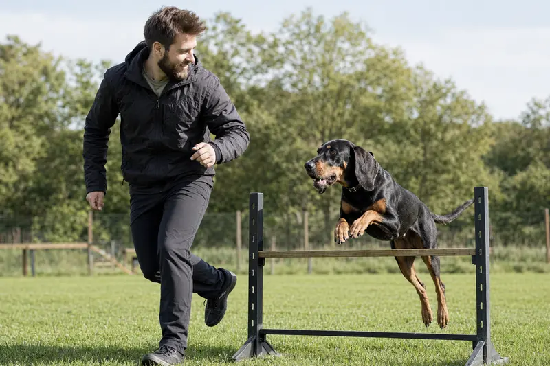 Ein Black and Tan Coonhound springt mit seinem Besitzer fröhlich über eine kleine Trainingshürde auf dem Hundeplatz.