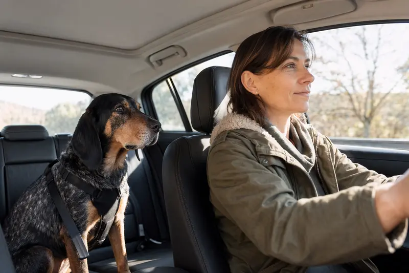 Ein Black and Tan Coonhound Hund sitzt sicher angeschnallt auf der Rückbank eines Autos, während die Sonne durch das Fenster scheint.