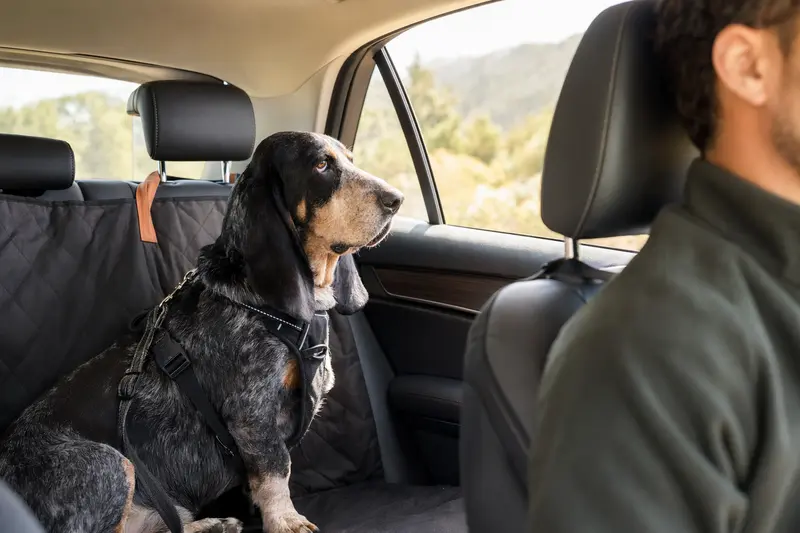 Ein Blauer Basset der Gascogne sitzt sicher angeschnallt auf der Rückbank eines Autos, während der Besitzer ruhig fährt.