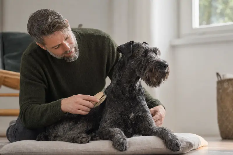 Ein Blauer Irischer Terrier wird in einer hellen Wohnung sanft gebürstet und gepflegt.